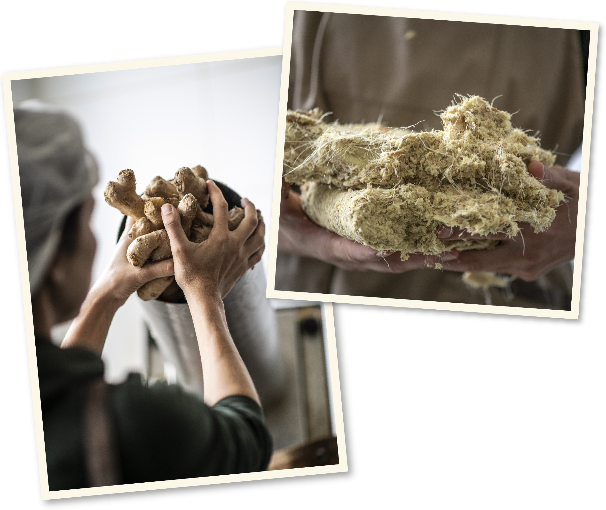 <p>The power of <em>ginger</em> and <em>turmeric</em></p>